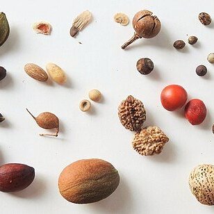 C.P.A. Collect Native Seeds to Plant Next Year with Sarah Coury - logo